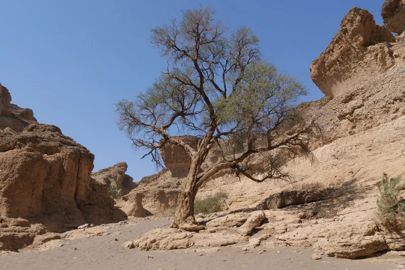 Cauce seco de grava y arena en un paisaje desértico árido.